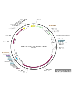 pDIRECT23C-CmYLCV-Csy4-FPA-sgRNA1-sgRNA2