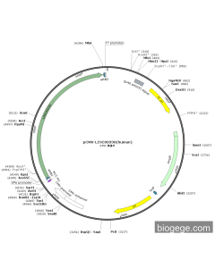 pCMV-LINC00330(human)