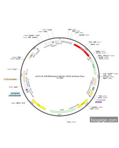 pLV3-U6-GSK3B(human)-shRNA1-hPGK-mCherry-Puro