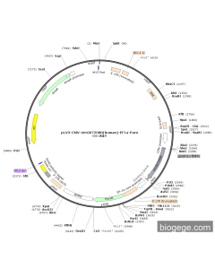 pLV3-CMV-circ0072088(human)-EF1a-Puro