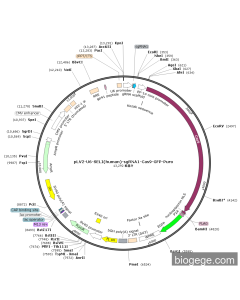 pLV2-U6-SELI(human)-sgRNA1-Cas9-GFP-Puro