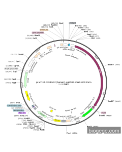 pLV2-U6-SELENOI(human)-sgRNA1-Cas9-GFP-Puro