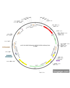 pLV2-U6-AKAP13(human)-shRNA2-hPGK-mCherry-Puro