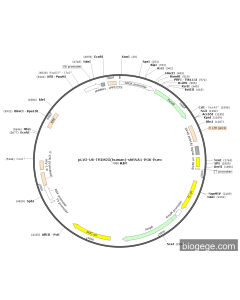 pLV2-U6-TRIM25(human)-shRNA1-PGK-Puro