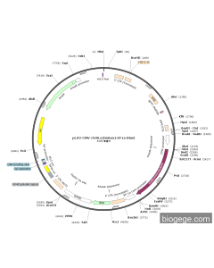 pLV3-CMV-OVAL(chicken)-EF1a-Blast