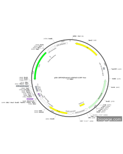 pU6-USP9X(human)-shRNA3-EGFP-Neo