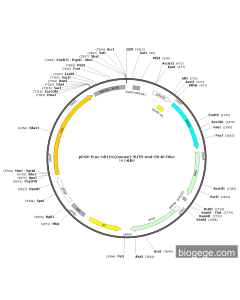 pPGK-Fluc-NR1D1(mouse)-3UTR-mut-SV40-Rluc