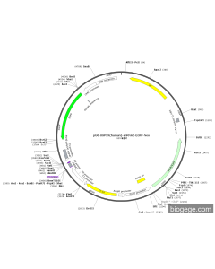pU6-USP9X(human)-shRNA2-EGFP-Neo