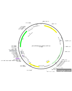pU6-USP9X(human)-shRNA1-EGFP-Neo