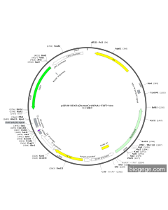 pGPU6-DDX24(human)-shRNA1-EGFP-Neo