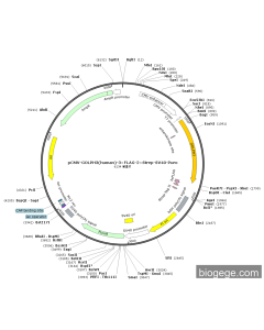 pCMV-GOLPH3(human)-3×FLAG-2×Strep-SV40-Puro