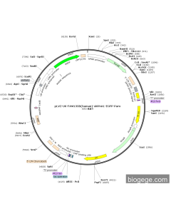 pLV2-U6-FAM135B(human)-shRNA1-EGFP-Puro