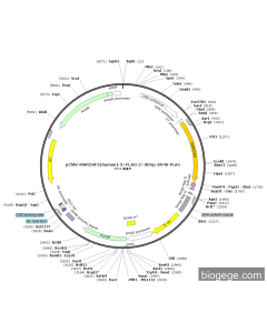 pCMV-MARCHF5(human)-3×FLAG-2×Strep-SV40-Puro