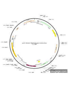 pLV2-TRE3GS-TM6SF2(human)-TetOne-Puro