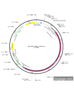 pU6-MCS-sgRNA-Cas9-Neo