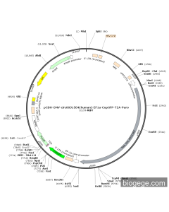 pCDH-CMV-circ0031584(human)-EF1a-CopGFP-T2A-Puro