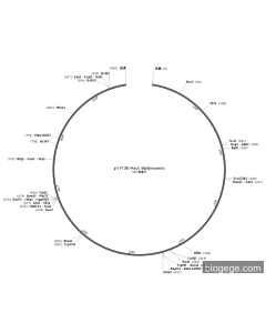 pT7T3D-PacI-Slpi(mouse)