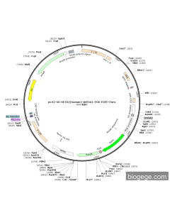 pLV2-U6-SETD2(human)-shRNA1-PGK-EGFP-Puro