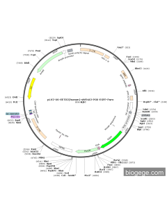 pLV2-U6-SETD2(human)-shRNA3-PGK-EGFP-Puro