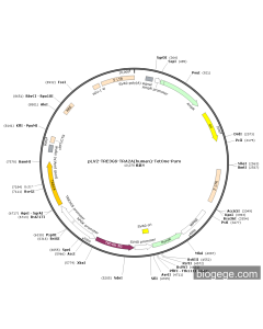 pLV2-TRE3GS-TRA2A(human)-TetOne-Puro
