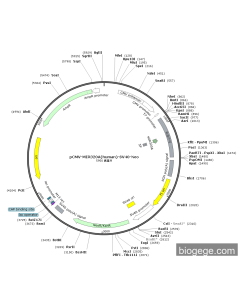 pCMV-MIR320A(human)-SV40-Neo