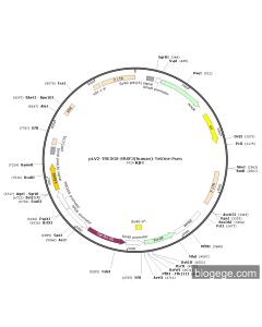 pLV2-TRE3GS-SRSF3(human)-TetOne-Puro