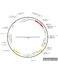 pLV2-U6-SIRT1(human)-shRNA3-PGK-mCherry-Puro