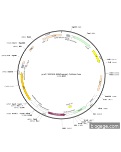 pLV2-TRE3GS-SSB(human)-TetOne-Puro