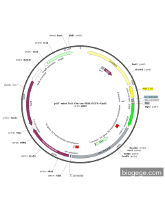 pUT-mini-Tn5-Gm-Tac-RBS-EGFP-SacB
