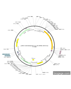 pCMV-CCDC50(human)-2-3×HA-WPRE-SV40-Neo