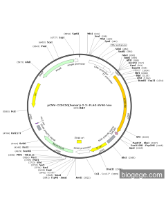 pCMV-CCDC50(human)-2-3×FLAG-SV40-Neo