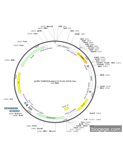pCMV-FABP5(human)-3×FLAG-SV40-Neo