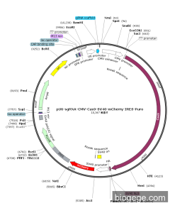 pU6-sgRNA-CMV-Cas9-SV40-mCherry-IRES-Puro