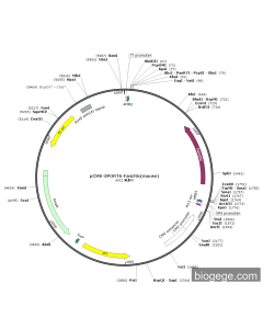 pCMV-SPORT6-Fam20c(mouse)