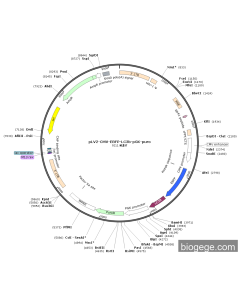 pLV2-CMV-EBFP-LC3b-PGK-Puro