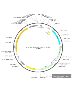 pPGK-Fluc-Gene1-3UTR-mut-SV40-Rluc