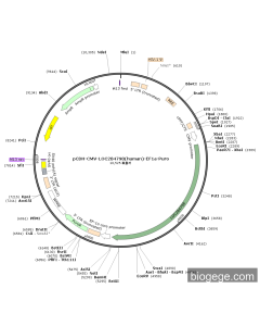 pCDH-CMV-LOC284798(human)-EF1a-Puro