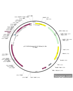 pT7-FGFR1(human)(142-365aa)-6×His