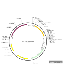 pTrc-6×His-ybtT(Yersinia)