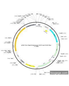 pPGK-Fluc-Map1lc3a(mouse)-3UTR-mut-SV40-Rluc
