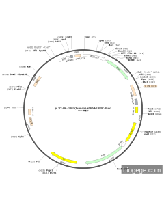 pLV2-U6-GBP1(human)-shRNA2-PGK-Puro