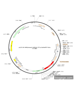 pLV3-U6-AHR(mouse)-shRNA1-EF1a-turboRFP-Puro