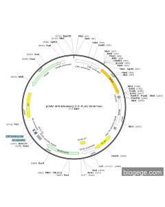 pCMV-GPX4(human)-3-3×FLAG-SV40-Neo