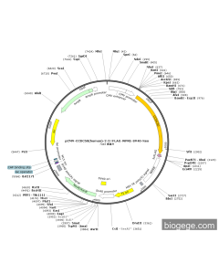 pCMV-CCDC50(human)-2-3×FLAG-WPRE-SV40-Neo