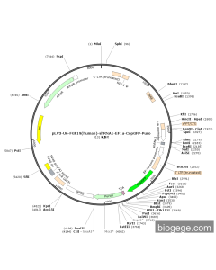 pLV3-U6-FGF19(human)-shRNA1-EF1a-CopGFP-Puro