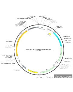 pPGK-Fluc-Ripk1(mouse)-3UTR-SV40-Rluc