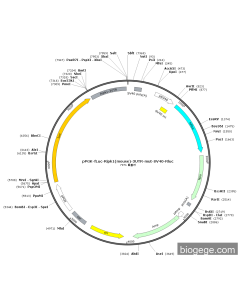 pPGK-Fluc-Ripk1(mouse)-3UTR-mut-SV40-Rluc