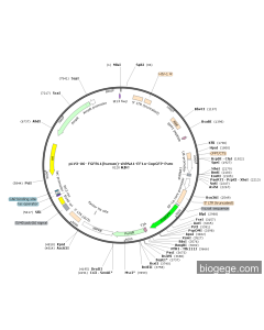 pLV3-U6- FGFRL1(human)-shRNA1-EF1a-CopGFP-Puro