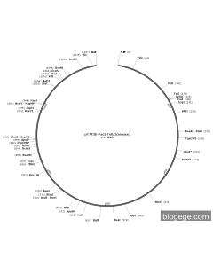 pT7T3D-PacI-Tshz2(mouse)