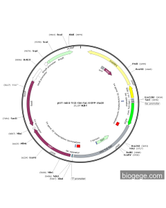 pUT-mini-Tn5-Gm-Tac-EGFP-SacB